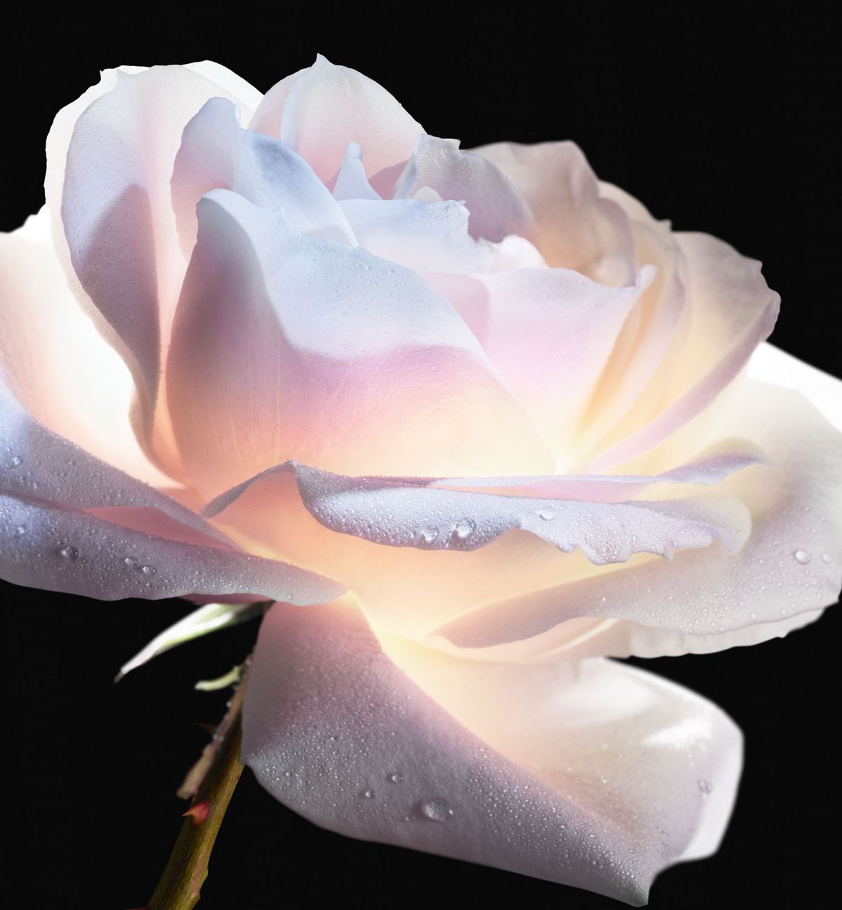 Dior Prestige La Micro-Huile de Rose Advanced Serum | Dior ES - DIOR